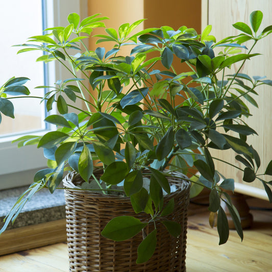 Grande plante verte d'intérieur - Click en CoteLub