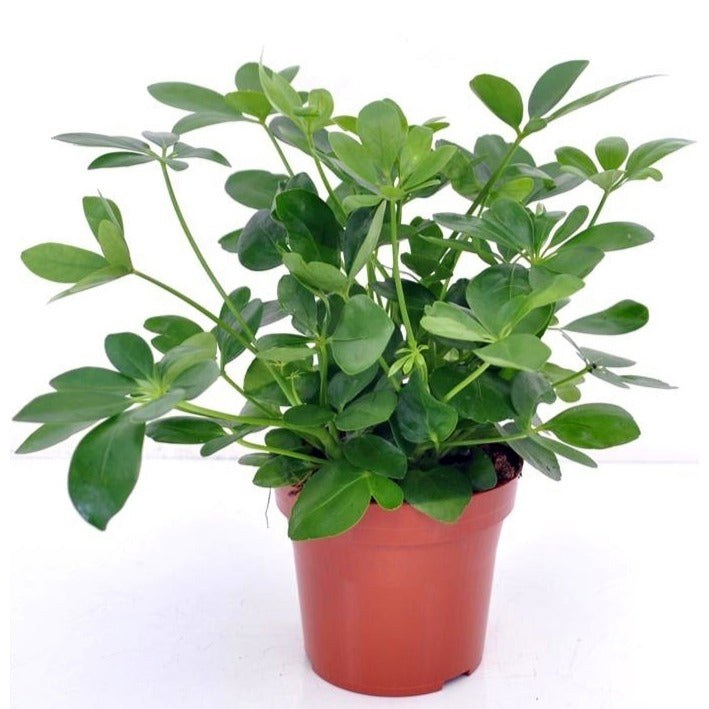 Plantes vertes d'intérieur - Schefflera - Schefflera arboricola