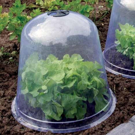 3 Cloches de forçage -  - Bakker