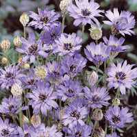 Catananche bleue - Bakker.com | France