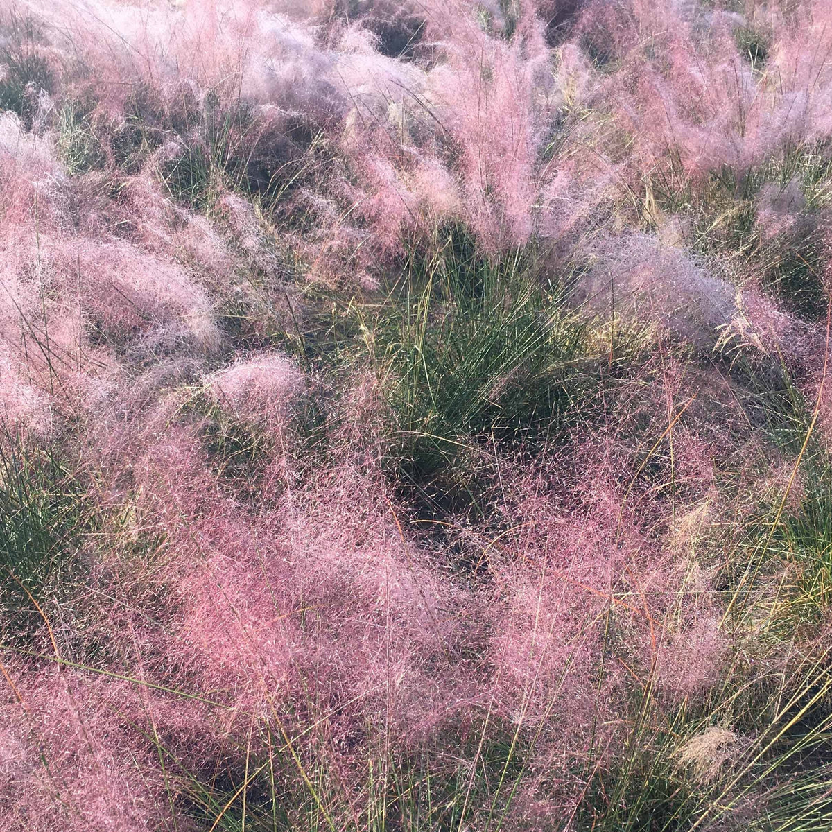 Muhlenbergia capillaris - 2 Herbes aux épis roses - Plantes vivaces