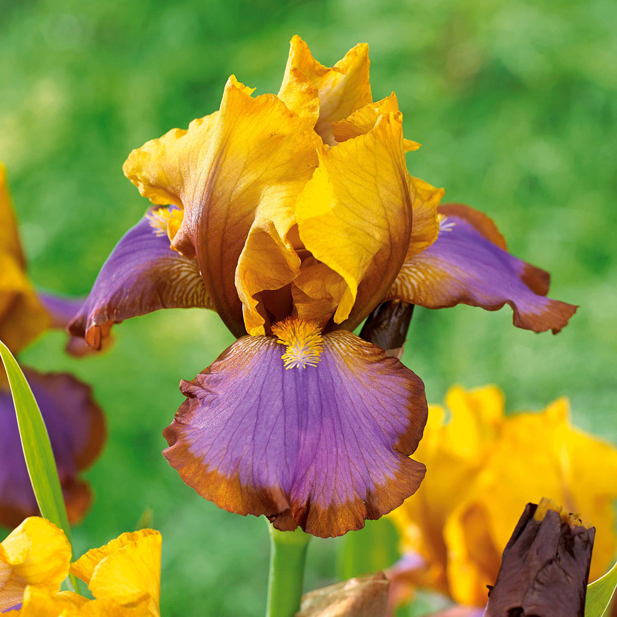 2 Iris de jardin Lasso marron - Bakker