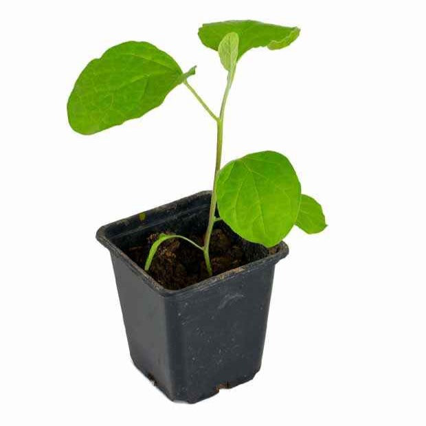 Plant Aubergine zébrée violette Rania - Solanum melongena rania - Bakker