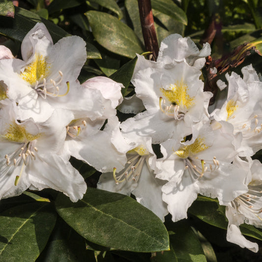 Rhododendron Cunningham's White - Bakker.com | France