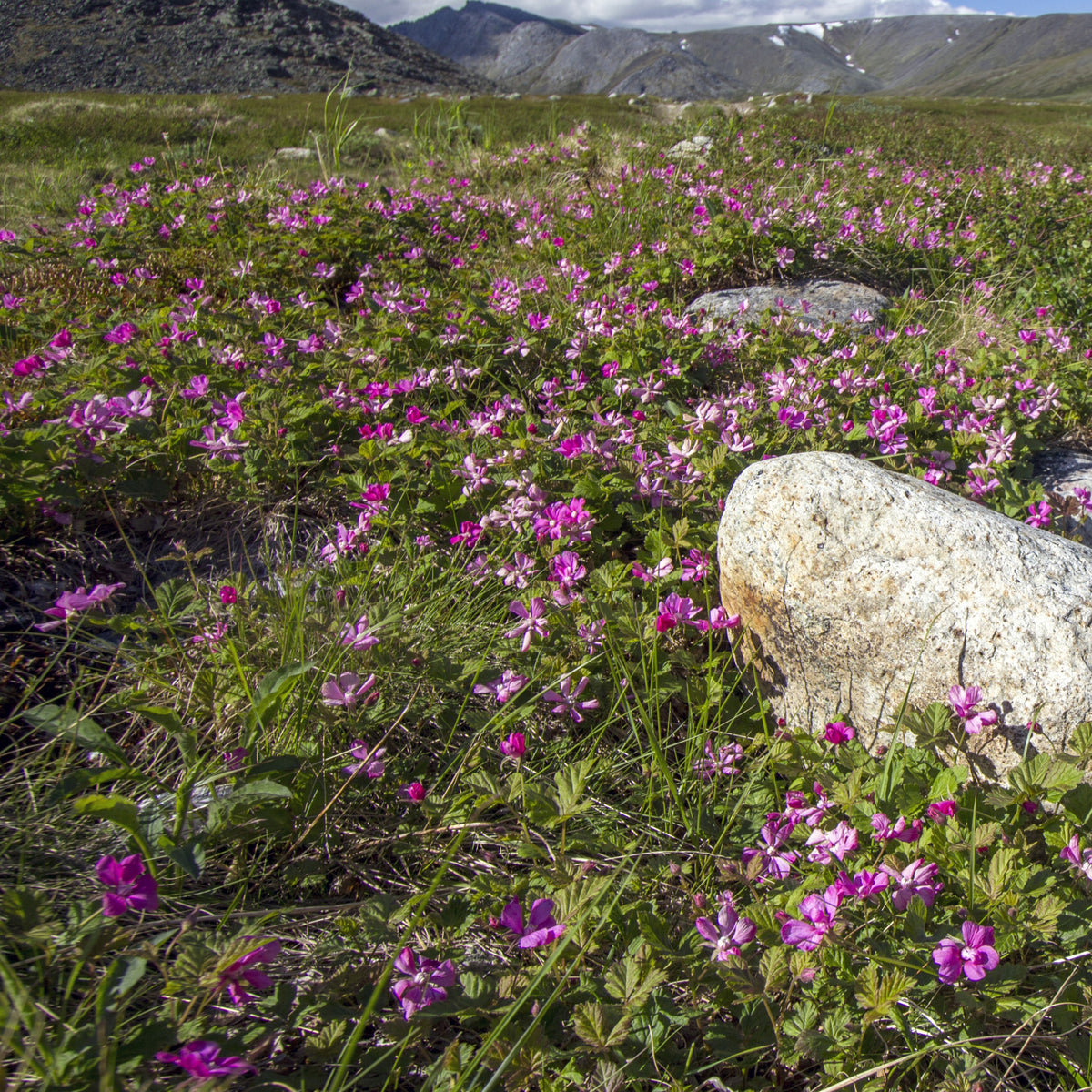 Framboisier arctique - Rubus arcticus - Bakker