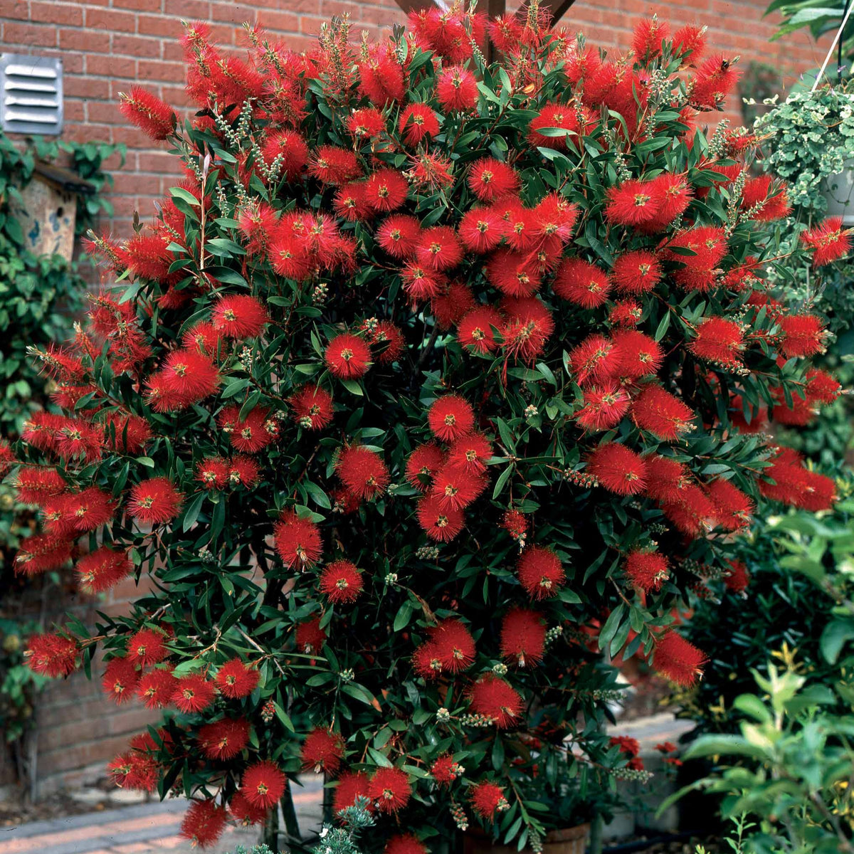 Arbustes fleuris - Rince-bouteille - Callistemon laevis