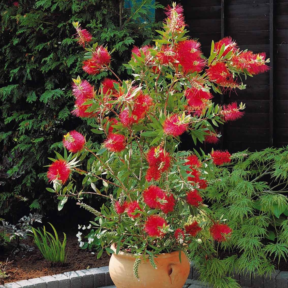 Callistemon laevis - Rince-bouteille - Arbustes fleuris