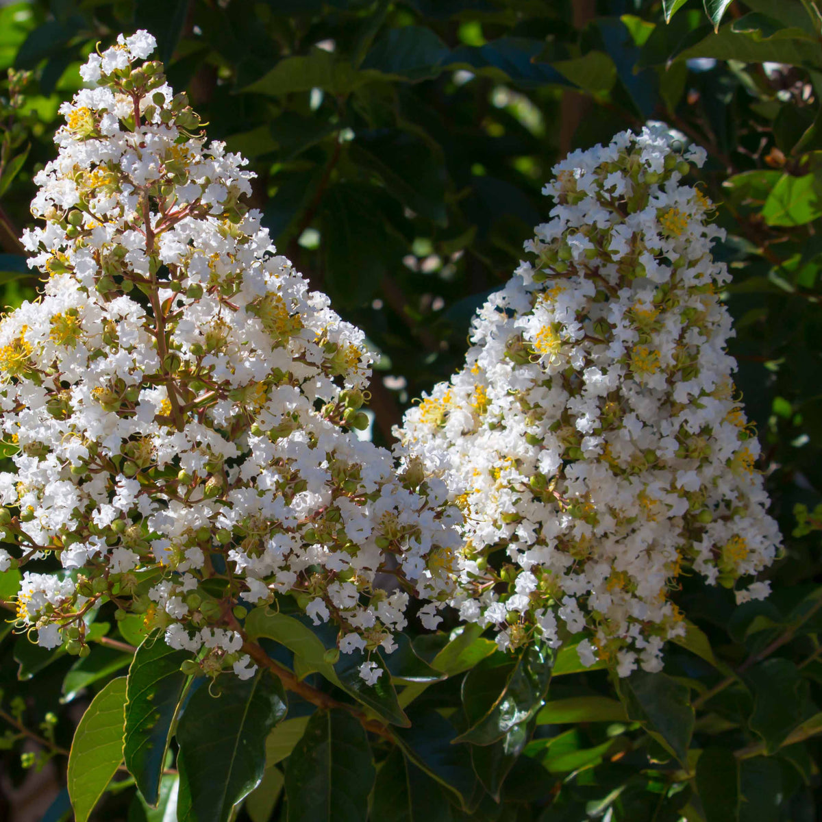 Vente Lilas des Indes blanc - Lagerstroemia indica Neige d'Été