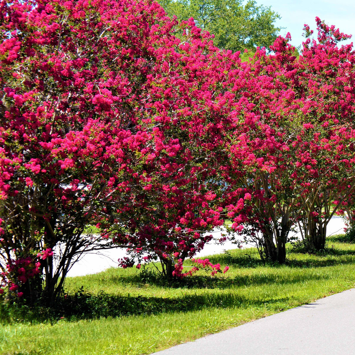 Lilas des Indes rouge - Bakker