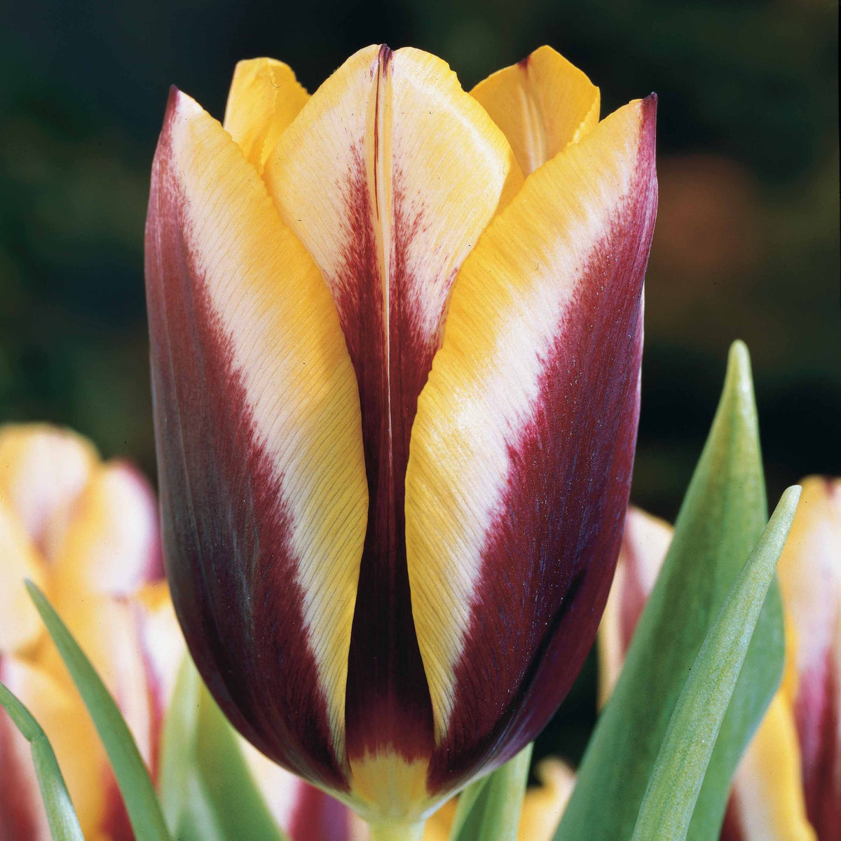 10 Tulipes Gavota - Tulipa gavota - Bakker