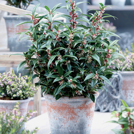 Sarcococca Winter Gem - Bakker