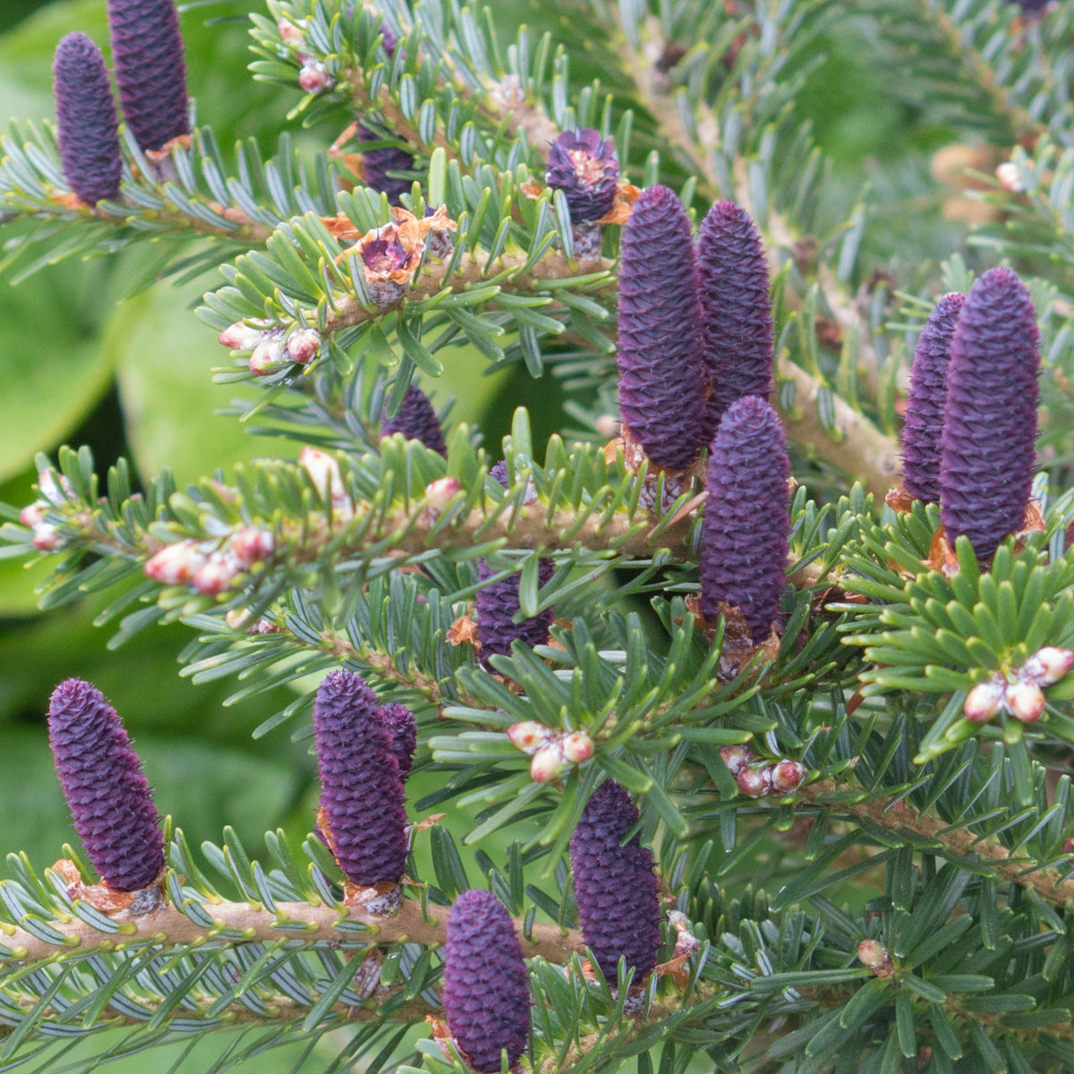 Conifères - Sapin de Corée - Abies koreana