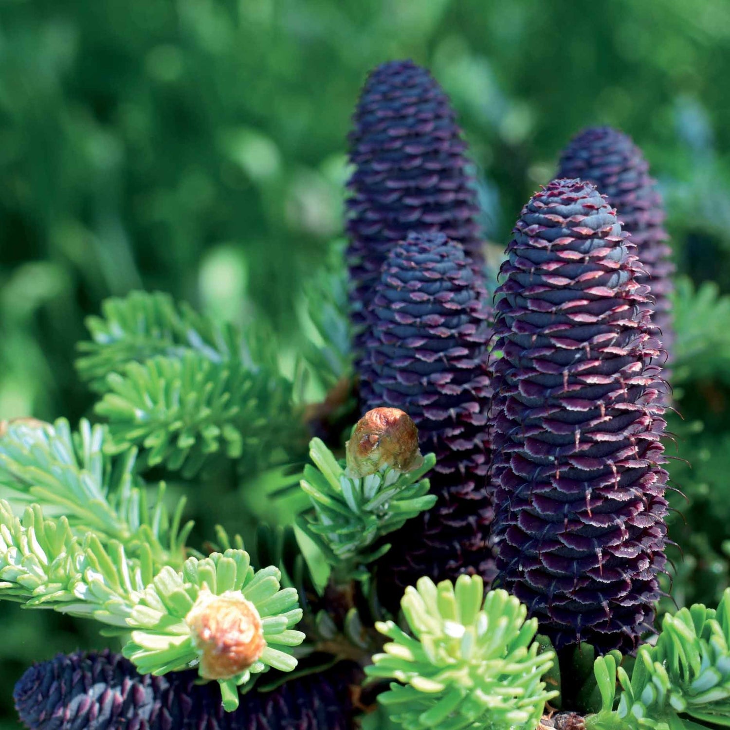 Sapin - Abies