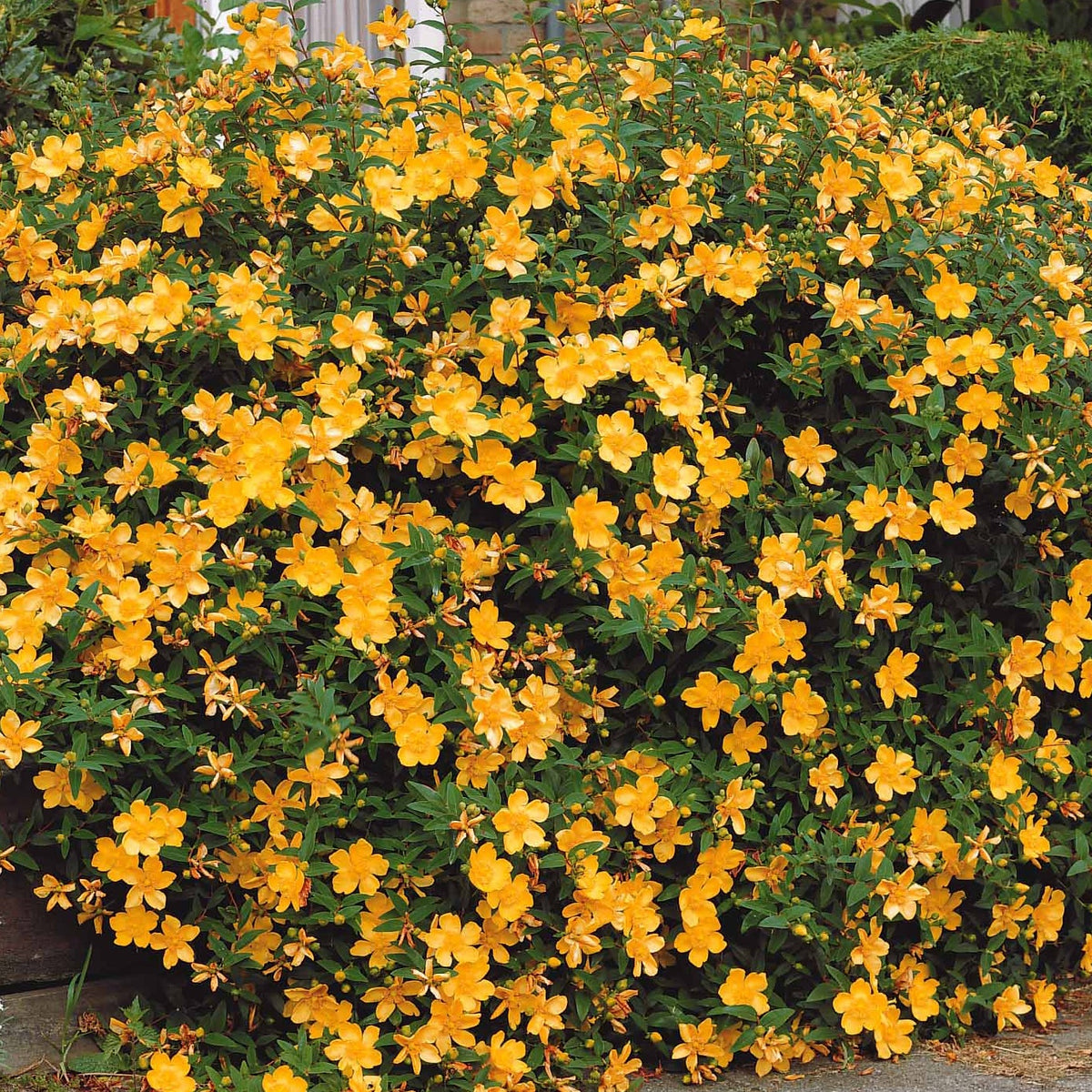 Arbustes - Millepertuis arbustif - Hypericum hidcote