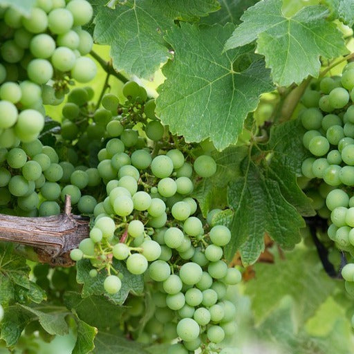 Bakker - Vigne Chardonnay - Vitis vinifera chardonnay - Type de fruitiers