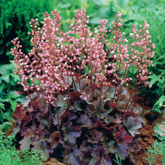 Heuchère Cassis - Bakker