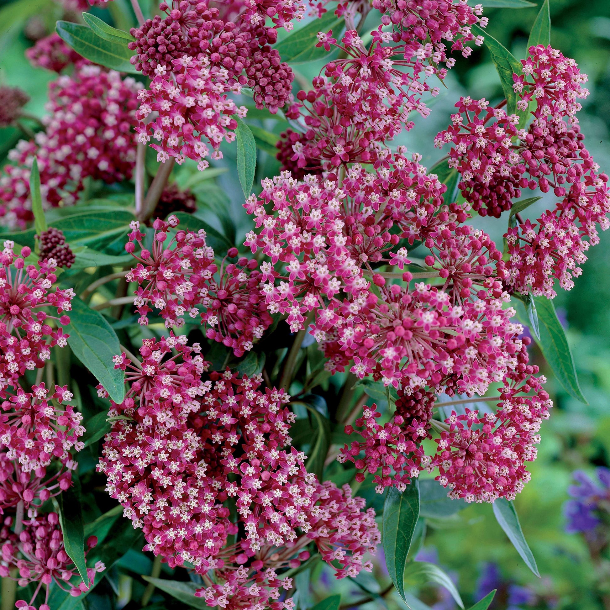 Bakker - 3 Asclépiades Soulmate - Asclepia incarnata soulmate - Plantes d'extérieur