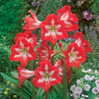 Amaryllis de jardin Sonatini Eye Catcher - Bakker.com | France