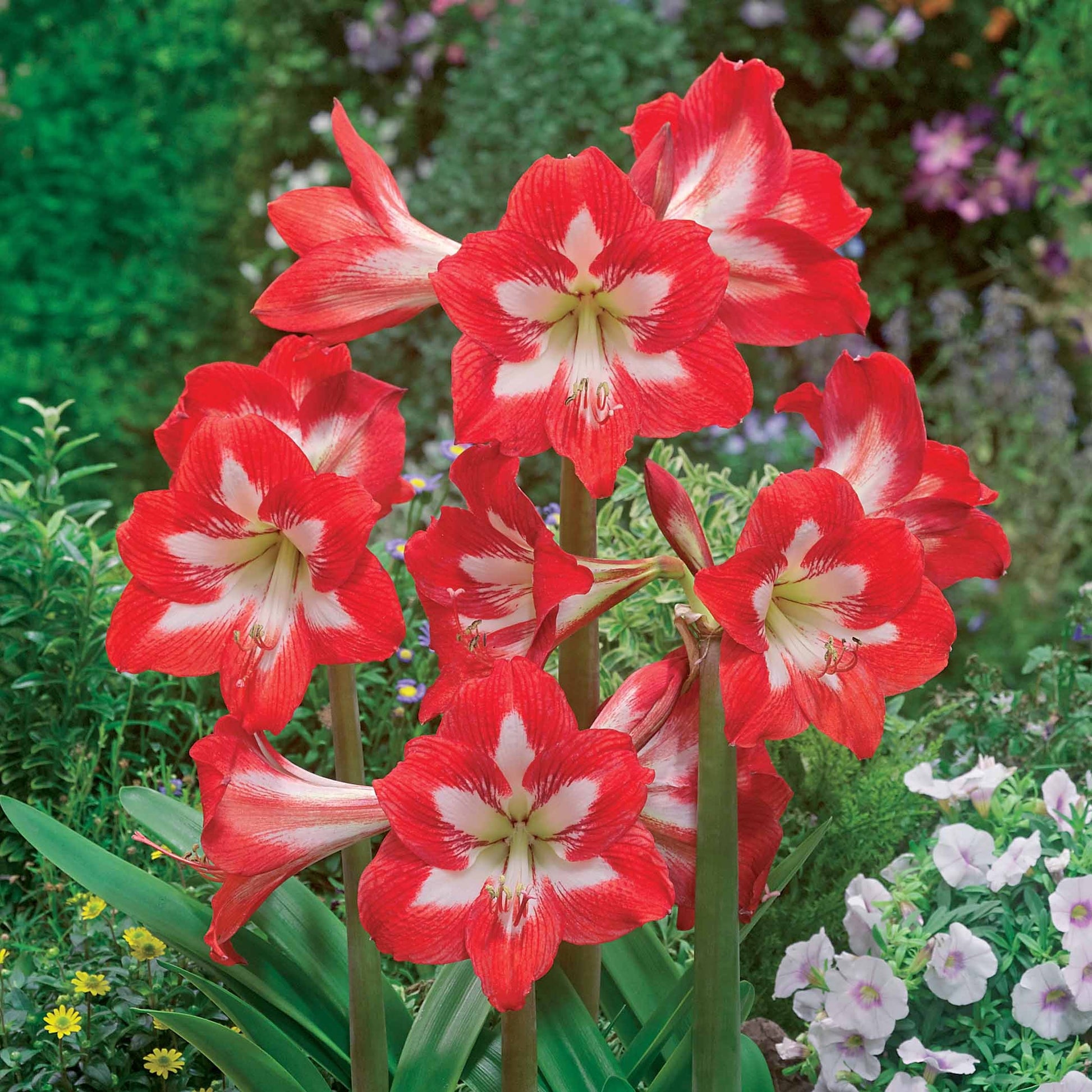 Amaryllis de jardin Sonatini Eye Catcher - Bakker.com | France