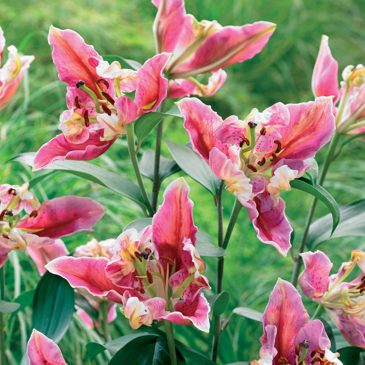 2 Lis Pink Parrot Carriba - Bakker