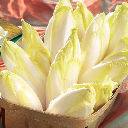 Chicorée Witloof Atlas F1 - endive - Bakker