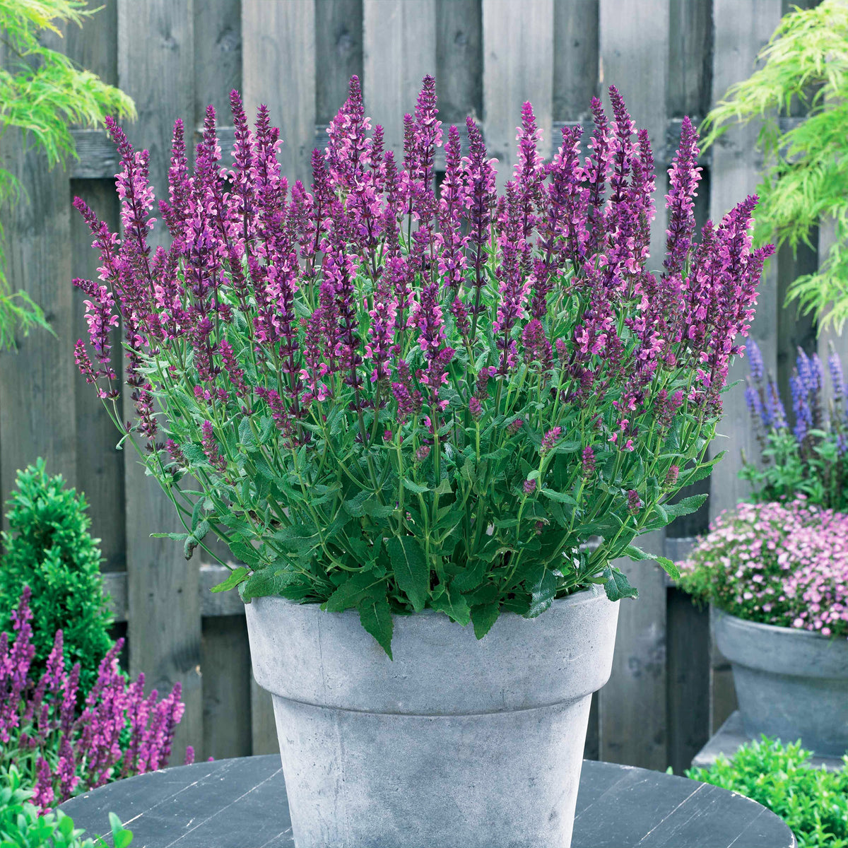 3 Sauges des bois Friesland Pink - Bakker