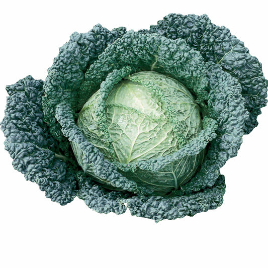 Chou de Milan Capriccio F1 - Bakker