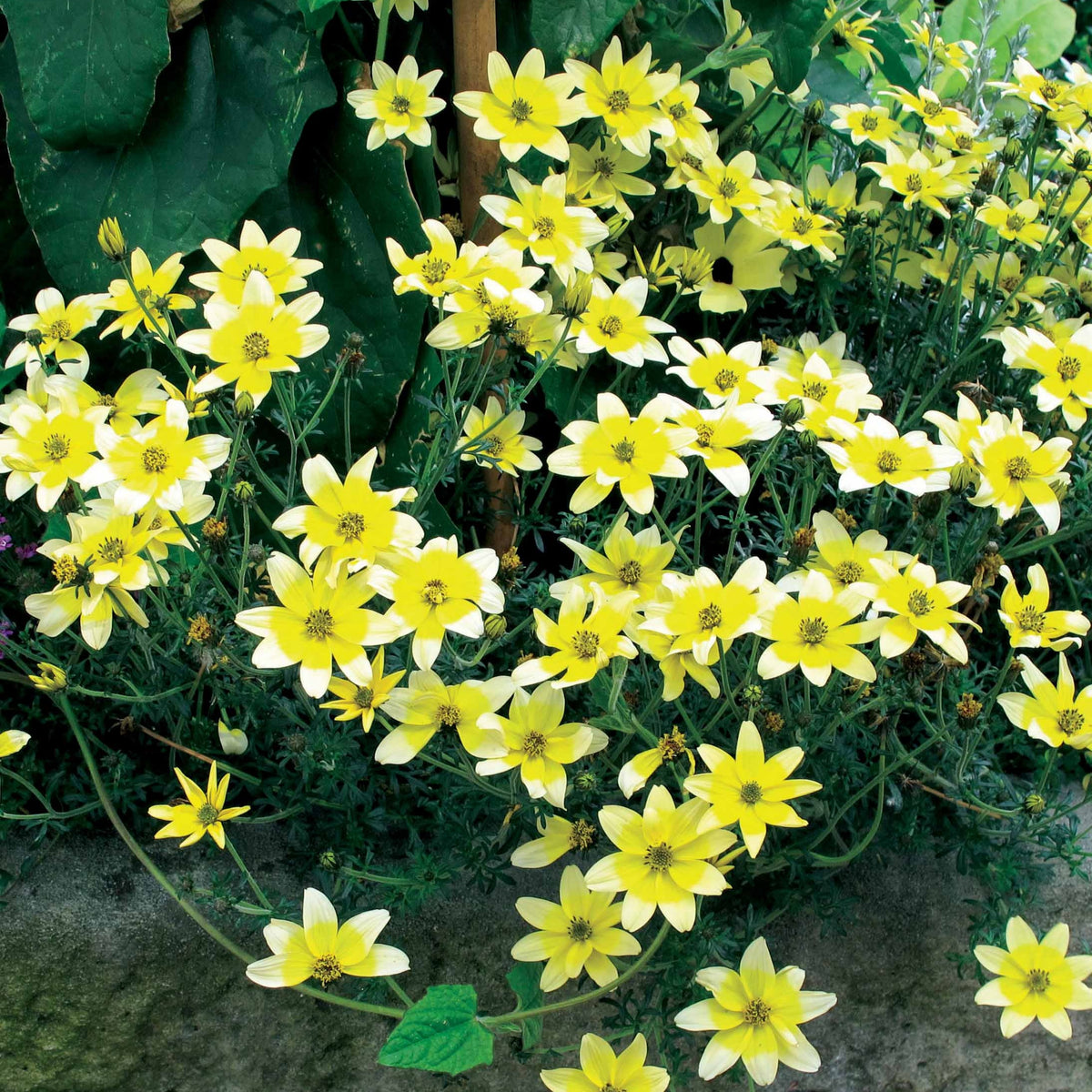 3 Bidens jaunes - Bakker