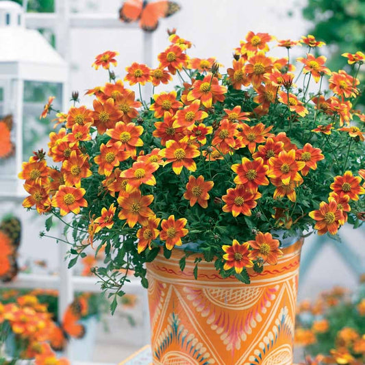 3 Bidens rouge orange - Bakker