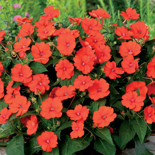 Bakker - 3 Sunpatiens orange - Sunpatiens - Plantes d'extérieur