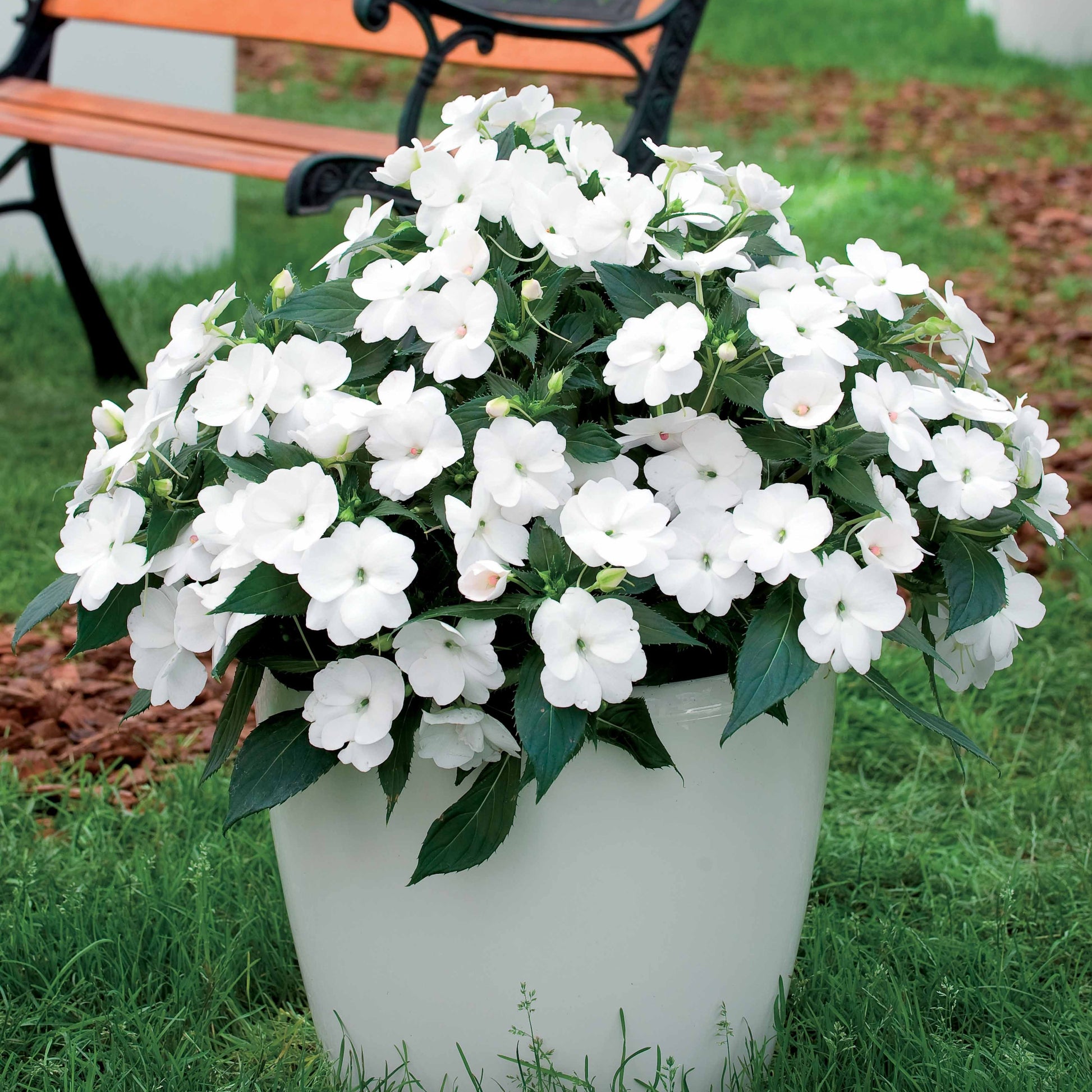 Bakker - 3 Sunpatiens blanc - Sunpatiens - Plantes d'extérieur