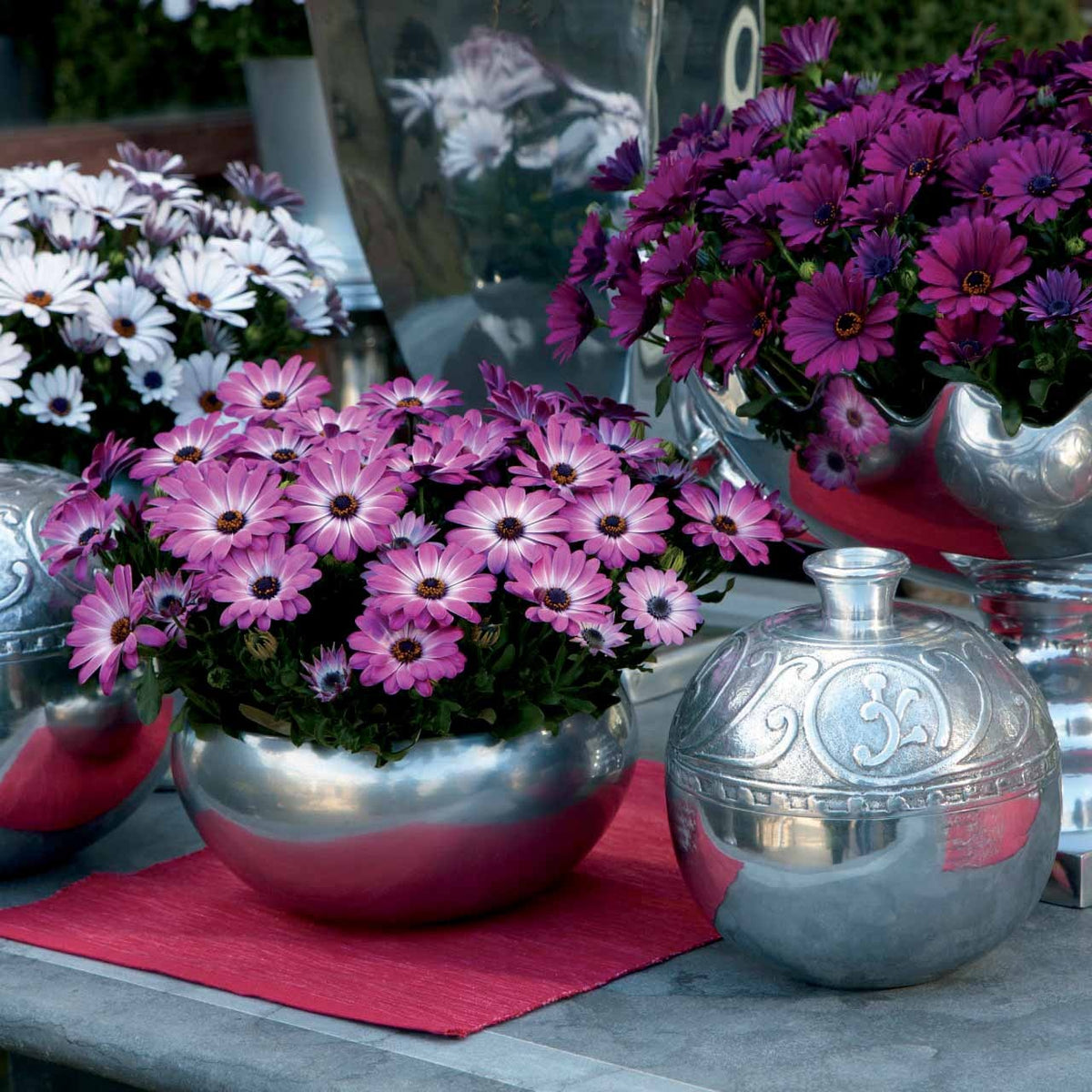 Osteospermum margarita pink flave - 3 Marguerites du Cap Pink flave - Plantes de terrasses et balcons pour pot et balconière