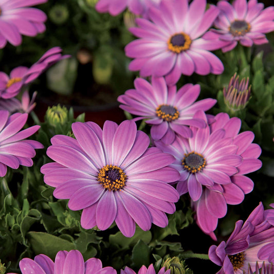 3 Marguerites du Cap Pink flave - Bakker