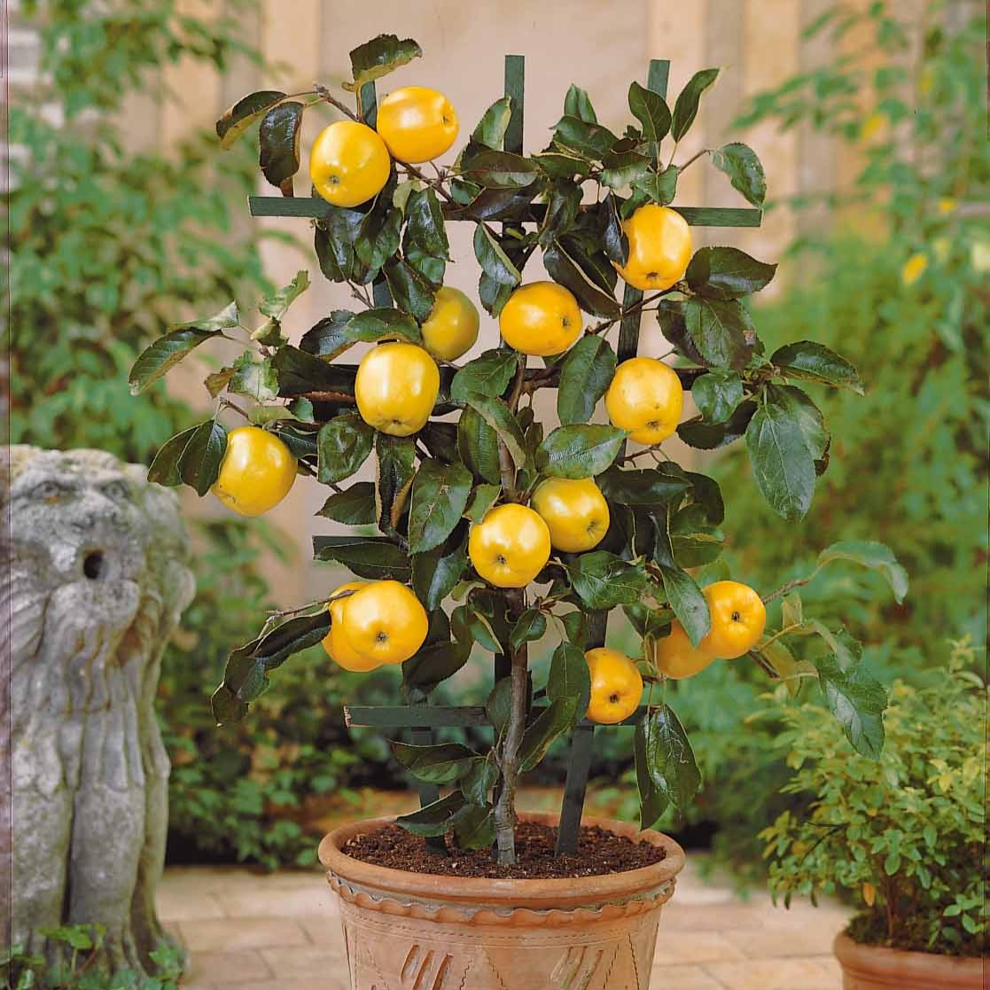 Mini pommier Golden Yellow Spur - Bakker