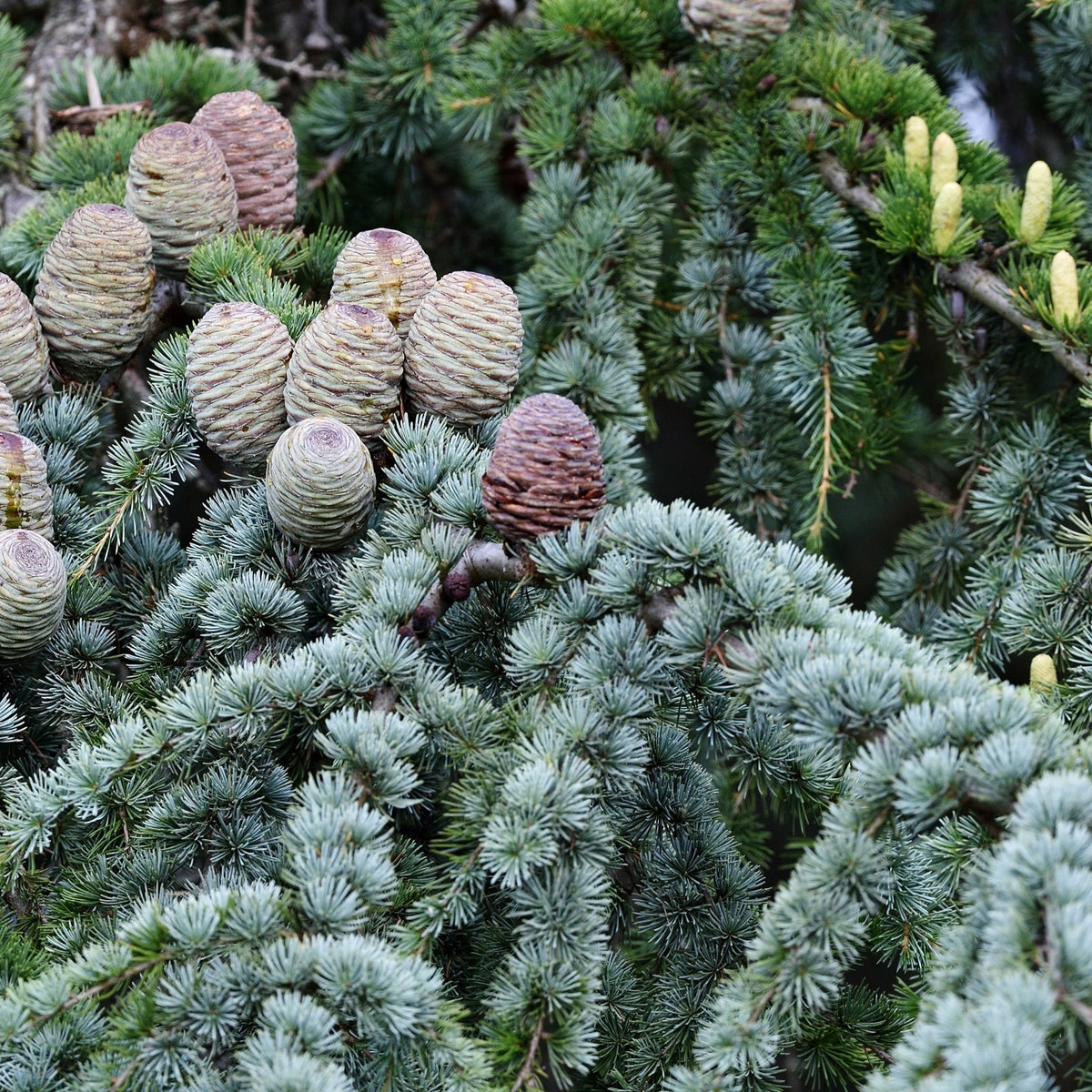Vente Cèdre bleu de l'Atlas - Cedrus atlantica glauca