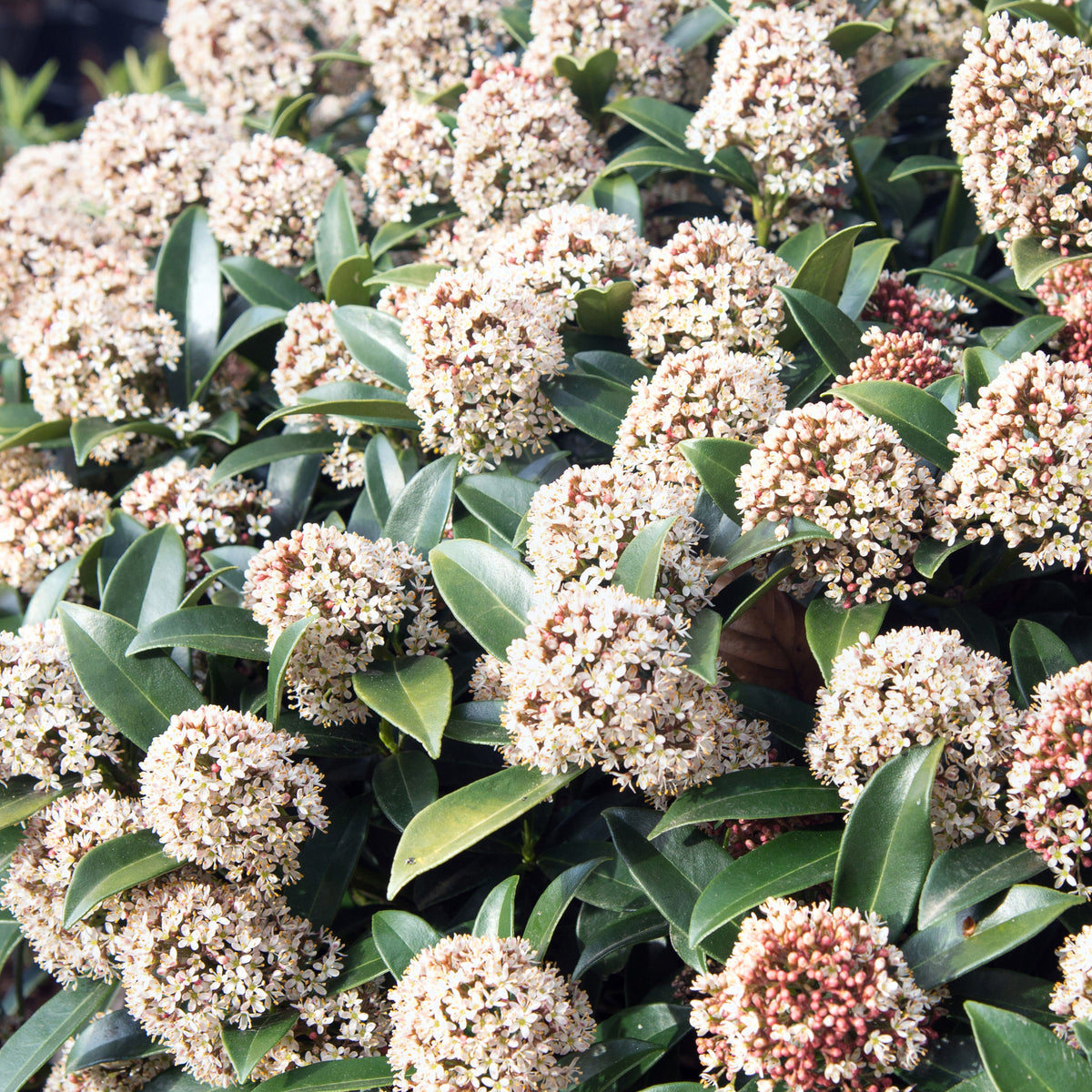 Skimmia japonica - Skimmia du Japon - Plantes à feuillage persistant