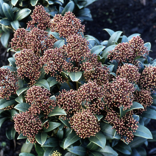 Skimmia du Japon - Bakker
