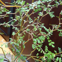 Bakker - Sophora prostrata Little Baby - Sophora prostrata little baby