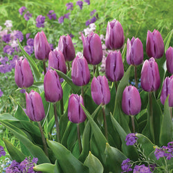 10 Tulipes triomphe Blue Beauty - Bakker