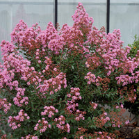 Bakker - Lilas des indes Eveline - Lagerstroemia indica eveline - Plantes d'extérieur