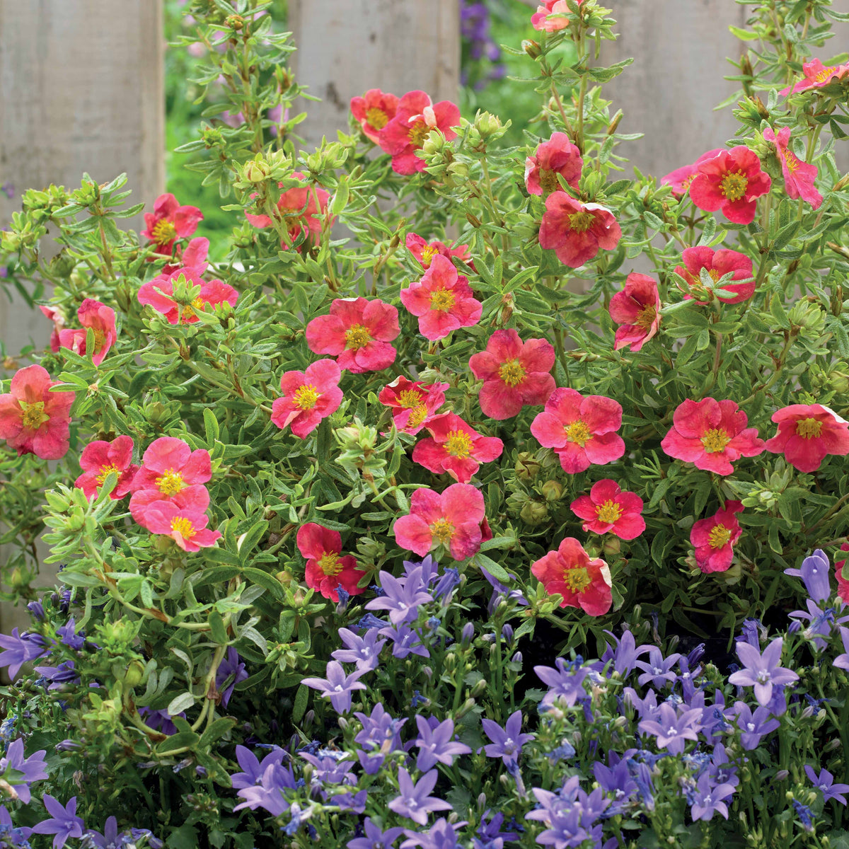 Potentille Danny Boy - Potentilla fruticosa danny boy - Bakker