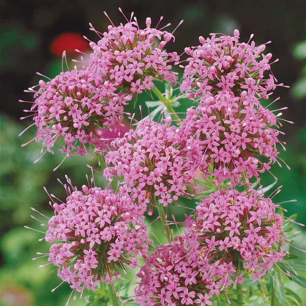 Plantes vivaces - Crucianelle - Phuopsis stylosa