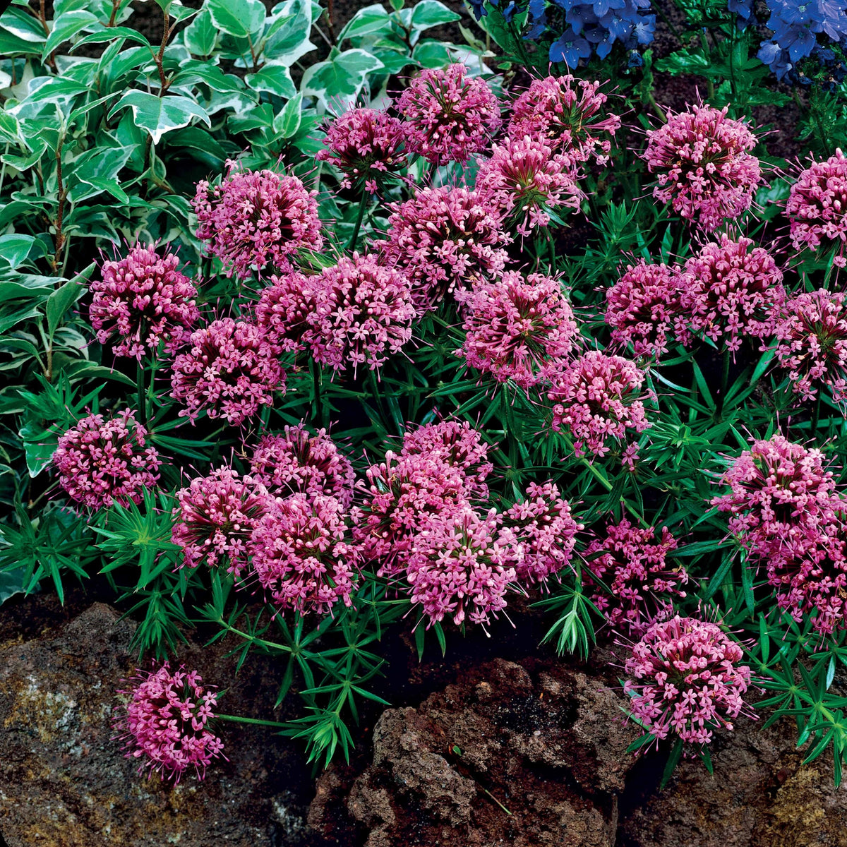 Vente Crucianelle - Phuopsis stylosa