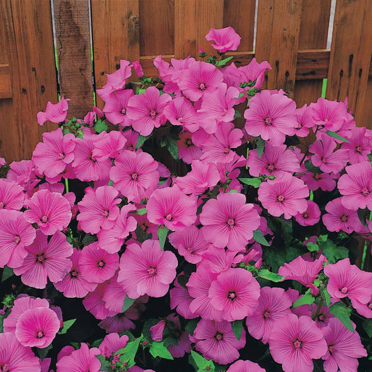 2 Lavatères - Bakker