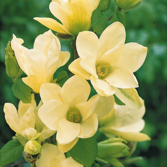 Magnolia Yellow Lantern - Bakker.com | France