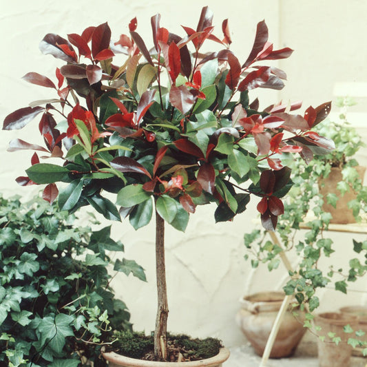 Photinia Red Robin sur tige - Bakker.com | France