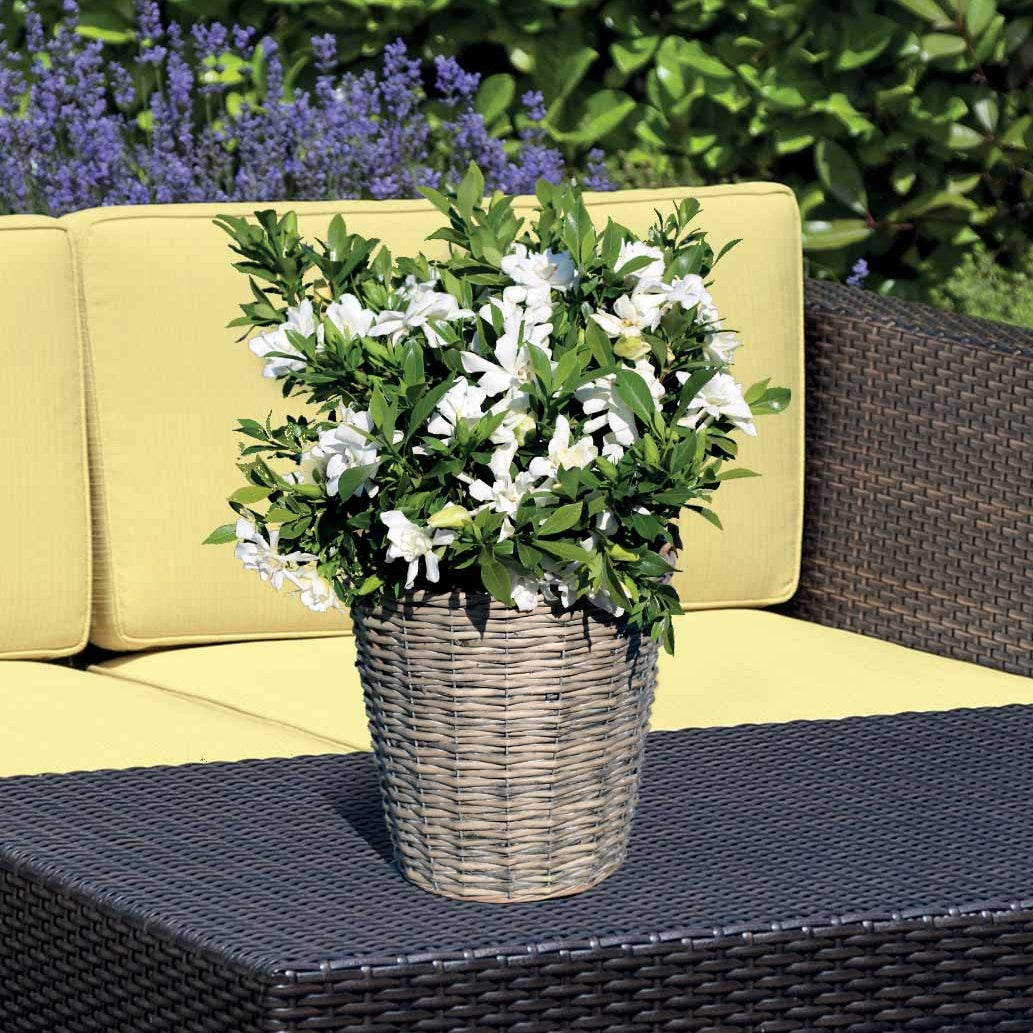 Gardenia Celestial Star - Gardenia celestial star® 'ps-2013-4' - Bakker