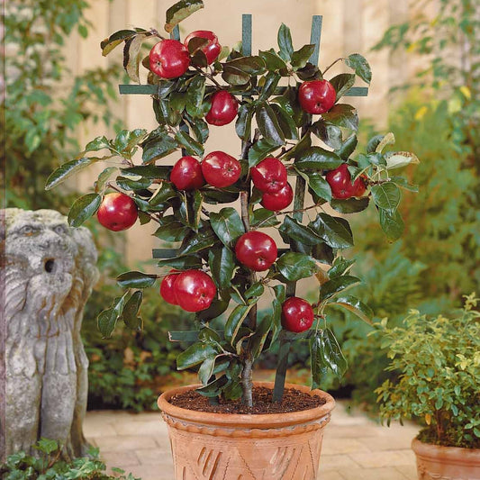 Mini pommier Red Spur Delicious - Bakker