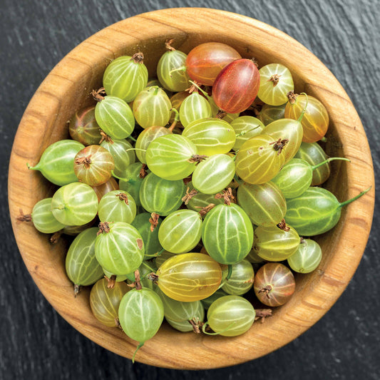 Groseillier à maquereau Invicta - Bakker