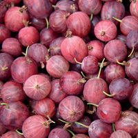 Groseillier à maquereau - Ribes uva-crispa - Fruitiers